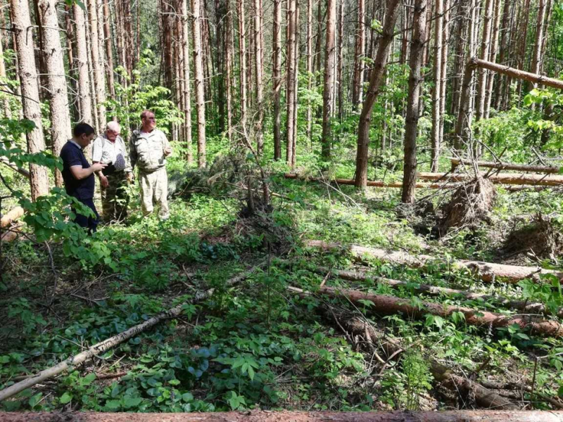 Волгатех разрабатывает стратегии сохранения и восстановления лесов Марий Эл, пострадавших от ветровала и бурелома